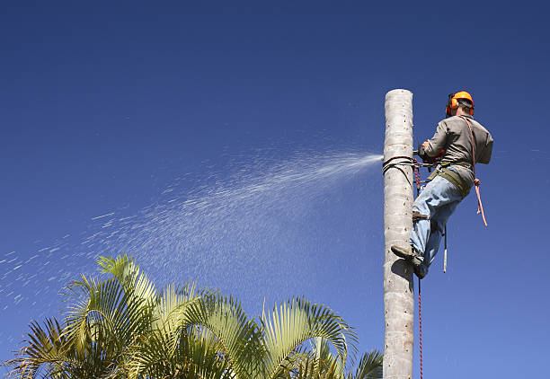 Professional Tree Care in Icard, NC
